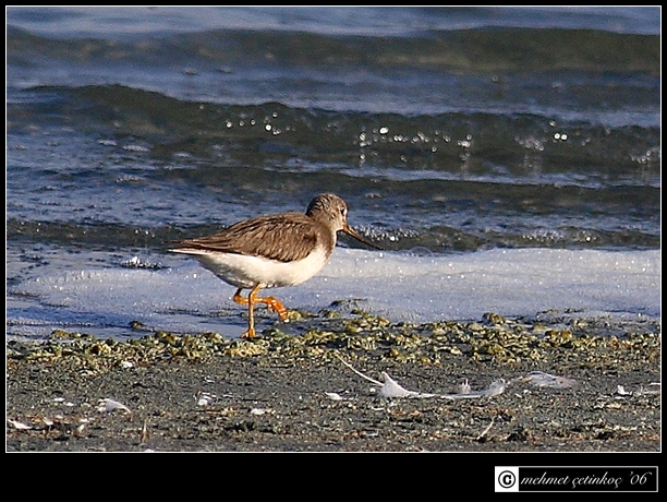 Terek Sandpiper