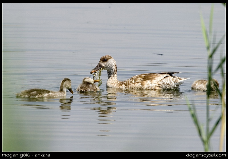 Red-crested Pochard