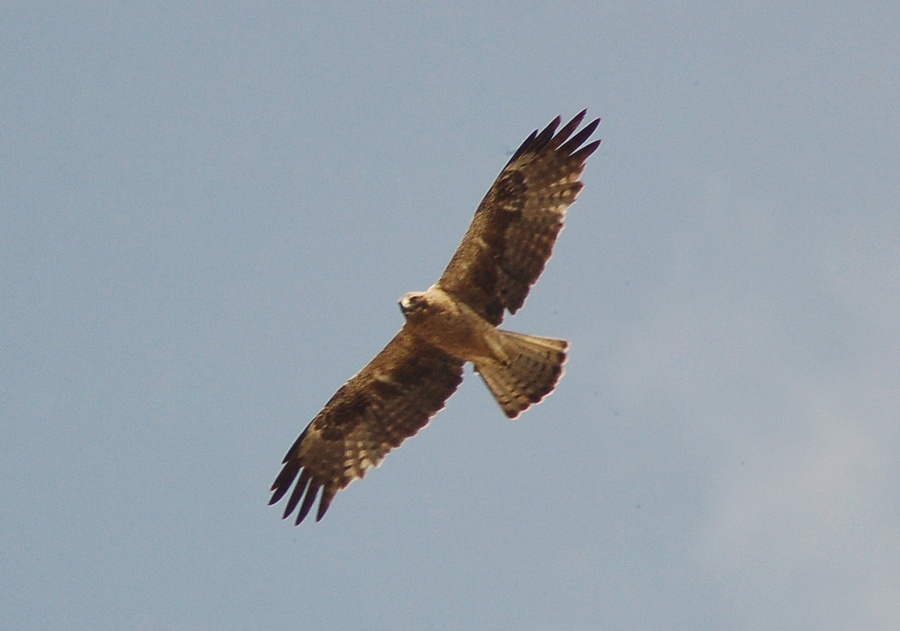 Booted Eagle