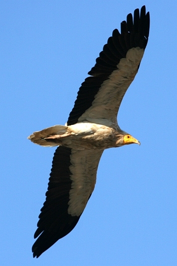 Egyptian Vulture