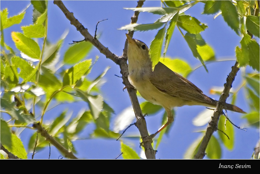 Eastern Olivaceous Warbler