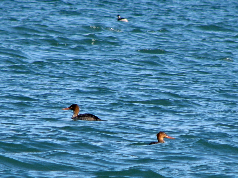 Red-breasted Merganser