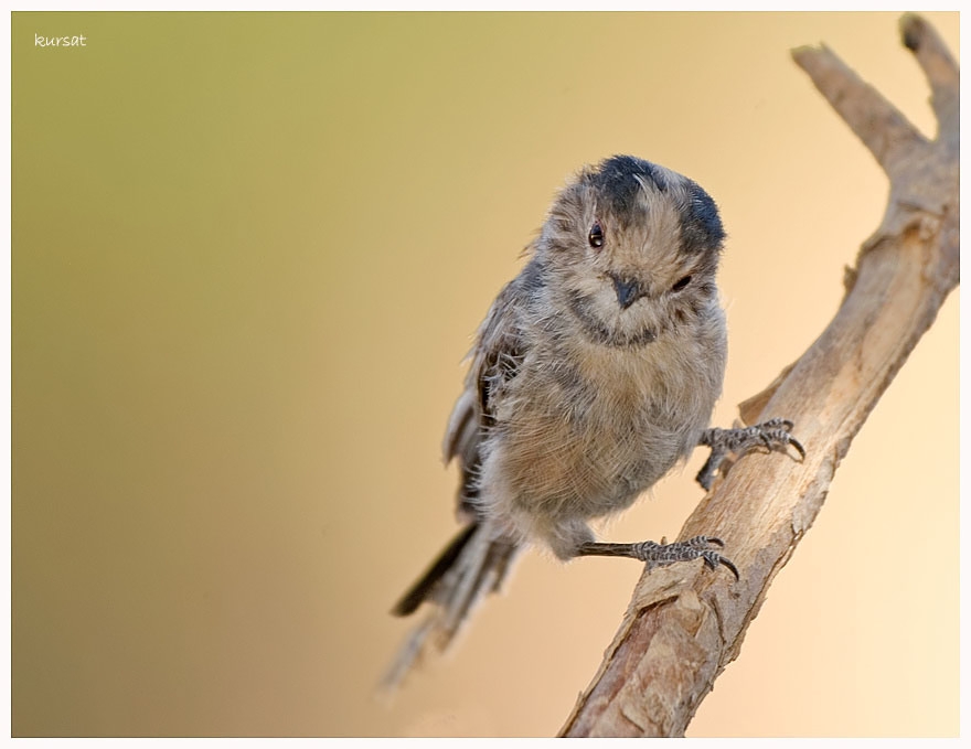 Long-tailed Tit