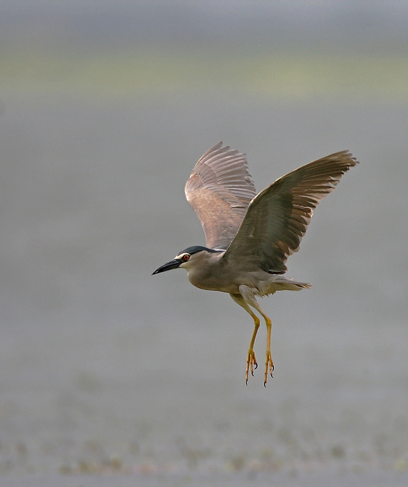 Black-crowned Night Heron