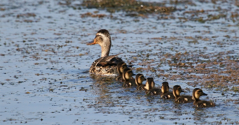 Mallard