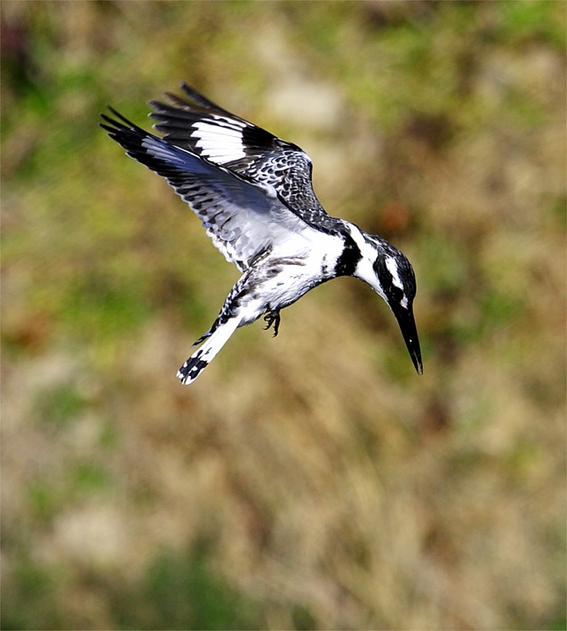 Pied Kingfisher
