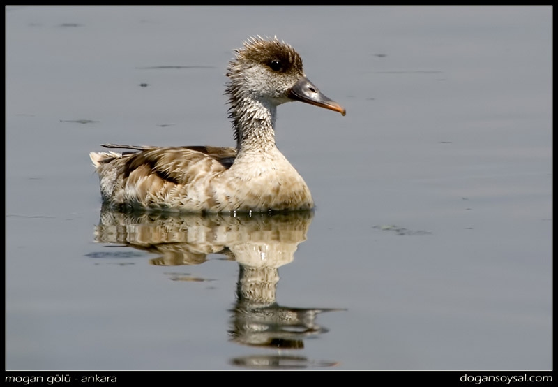 Red-crested Pochard