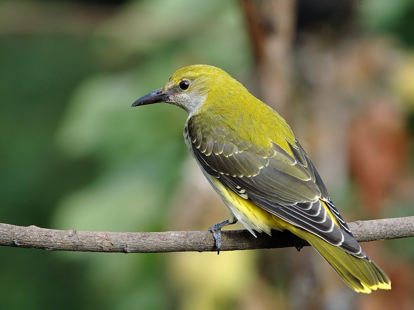 Eurasian Golden Oriole