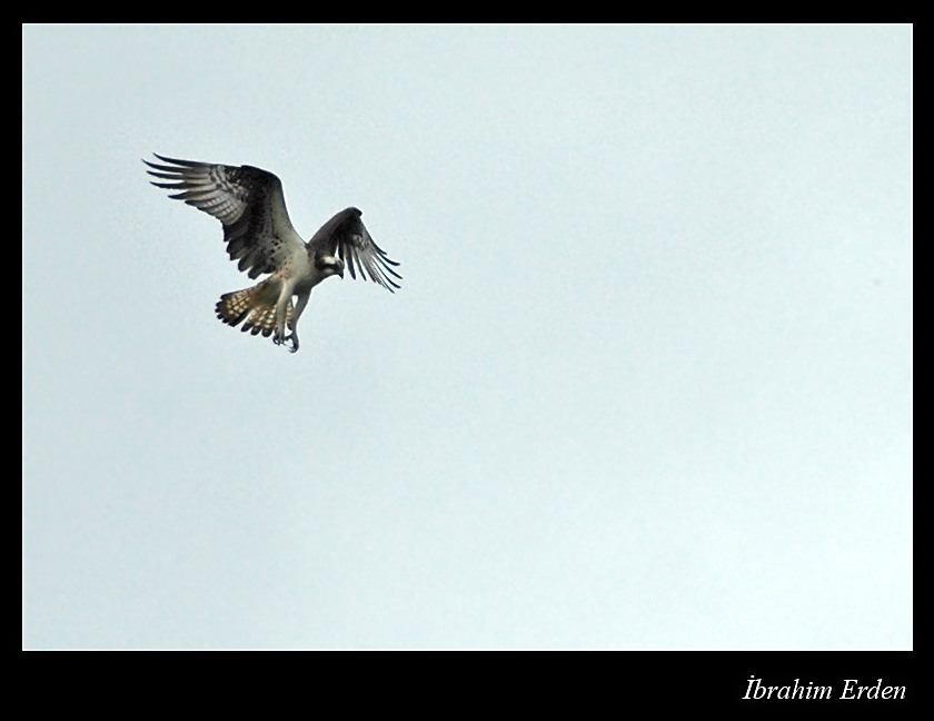 Osprey