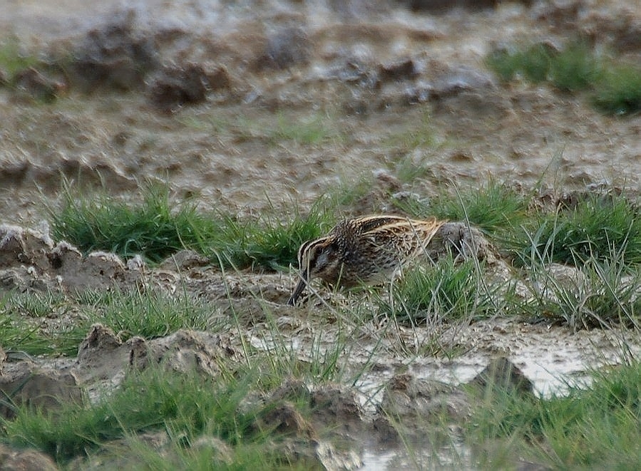 Jack Snipe