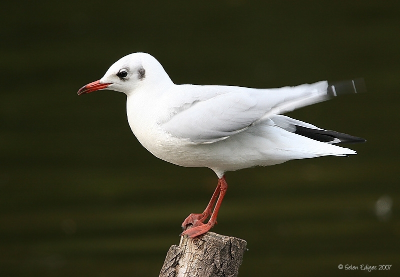 Black-headed Gull