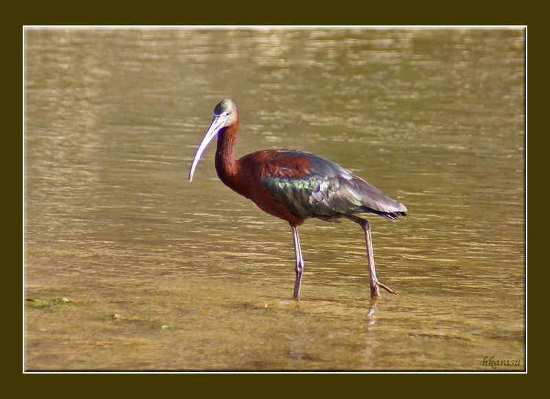 Glossy Ibis