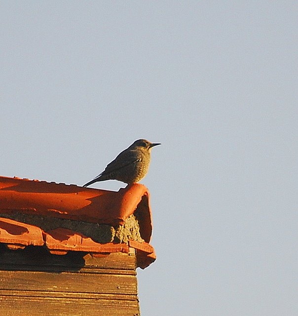 Blue Rock Thrush