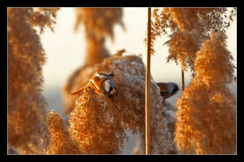 Bearded Reedling