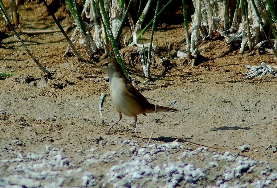 Common Reed Warbler