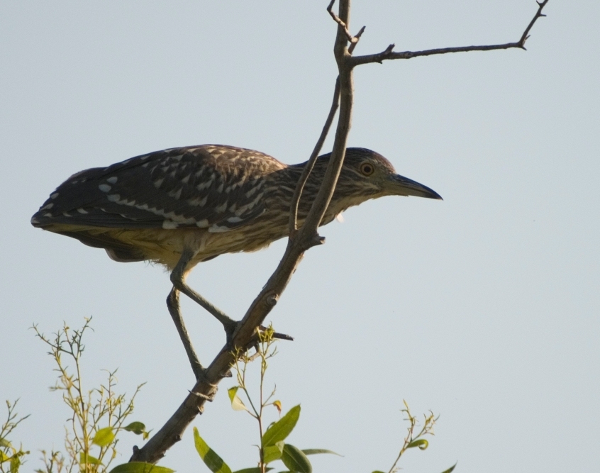Black-crowned Night Heron