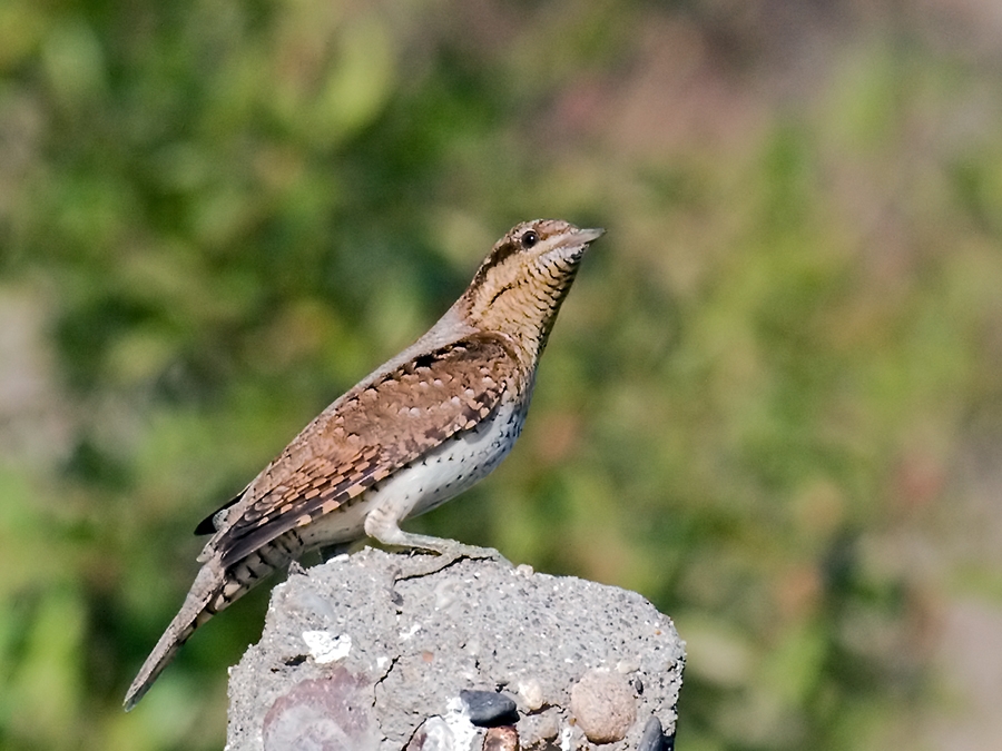 Eurasian Wryneck