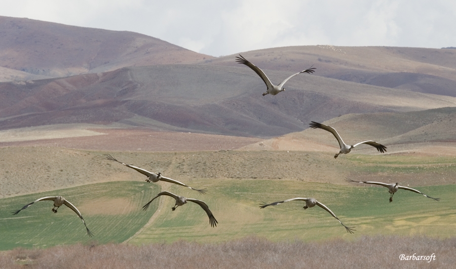 Common Crane
