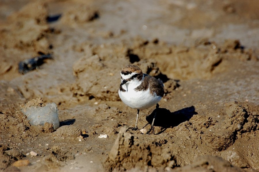 Kentish Plover