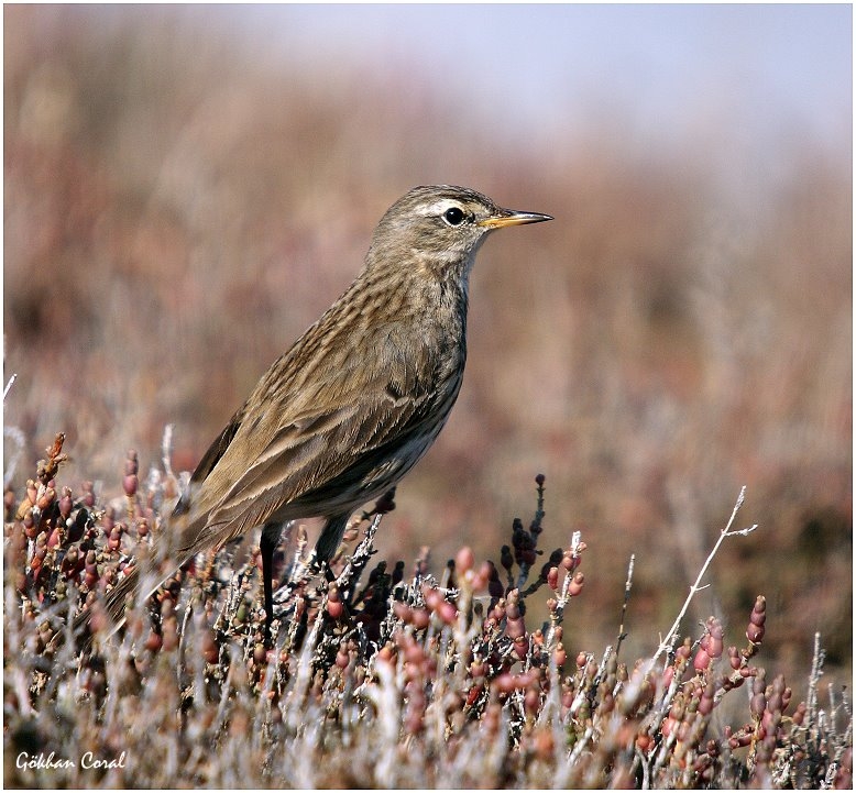 Water Pipit