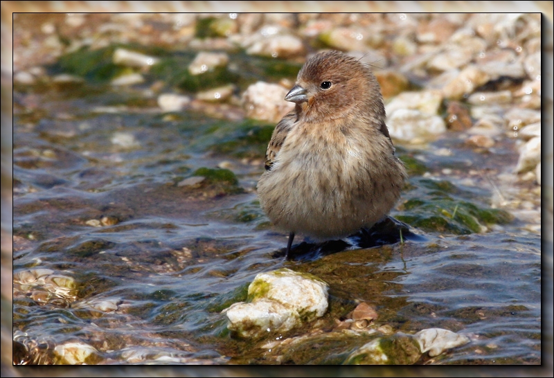 Red-fronted Serin