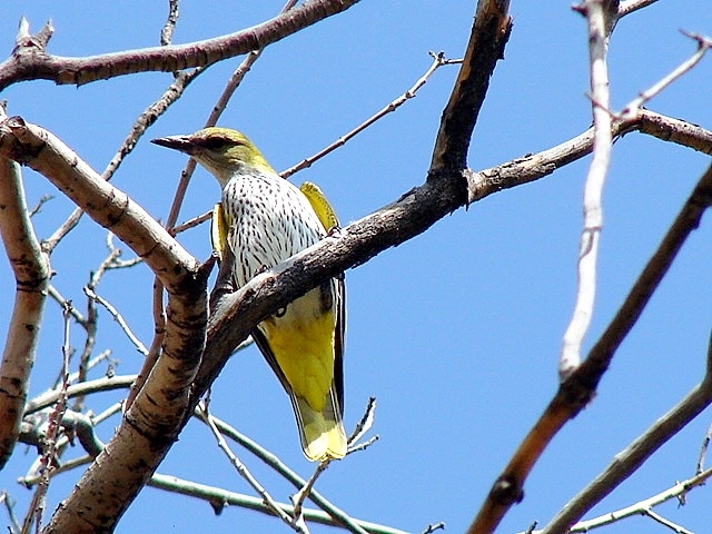Eurasian Golden Oriole