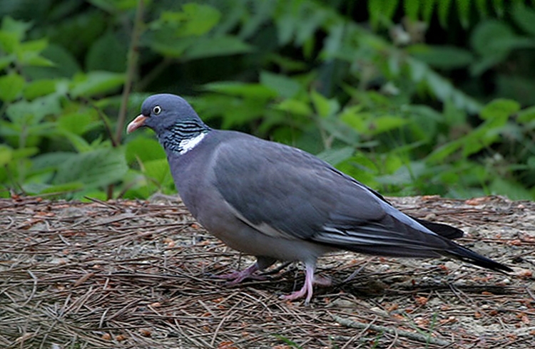 Common Wood Pigeon