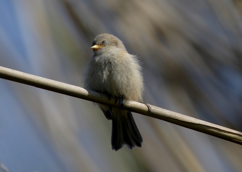 Eurasian Penduline Tit