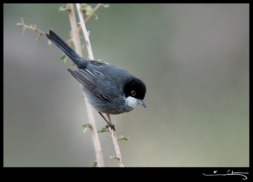 Sardinian Warbler
