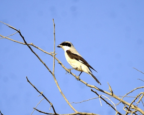 Lesser Grey Shrike