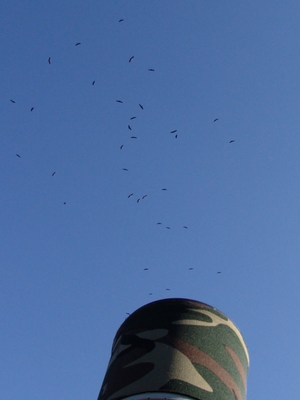 Cinereous Vulture