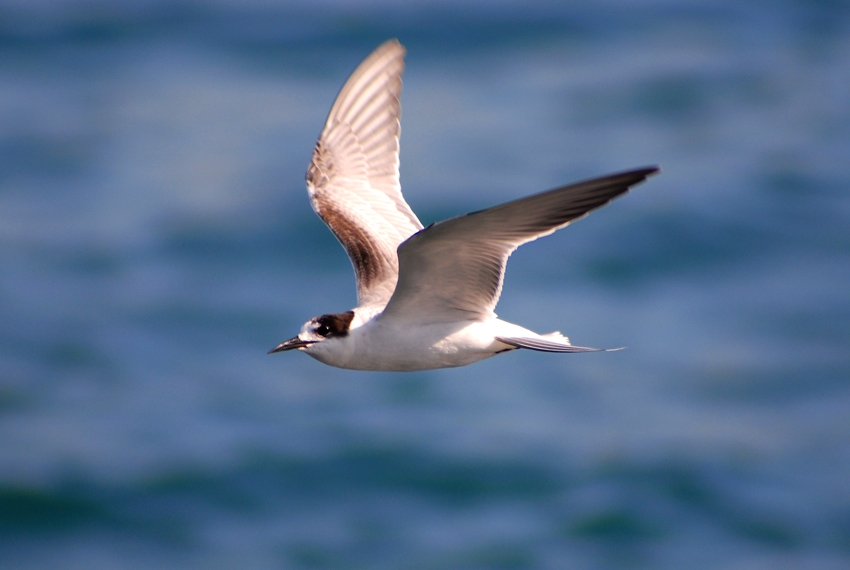 Little Tern