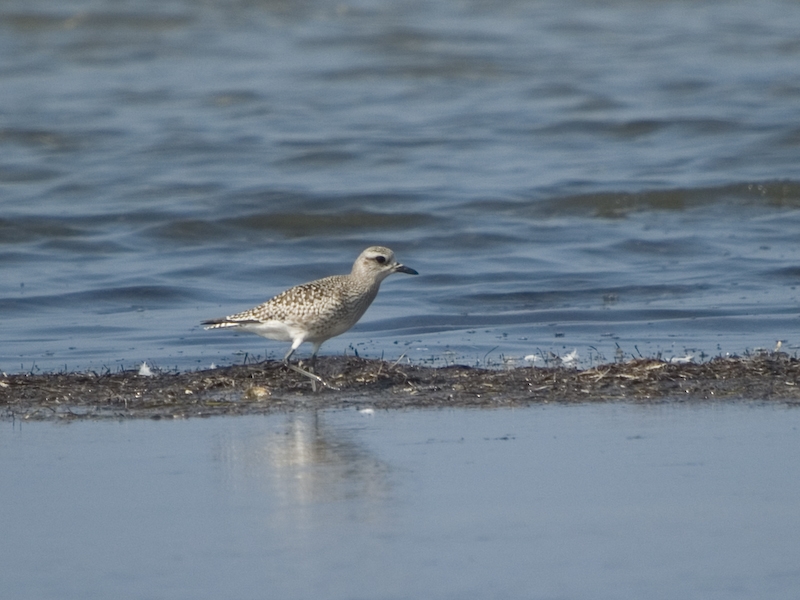 Grey Plover