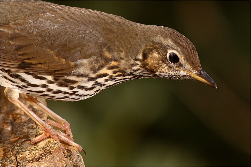 Song Thrush