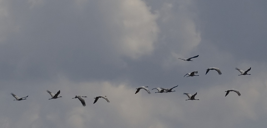 Demoiselle Crane