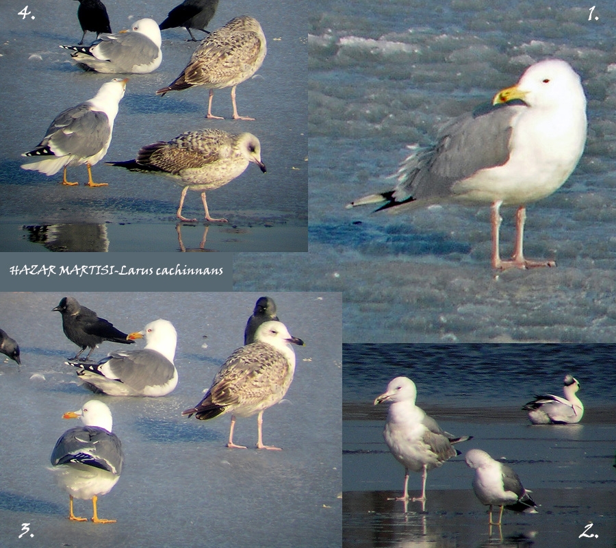 Caspian Gull