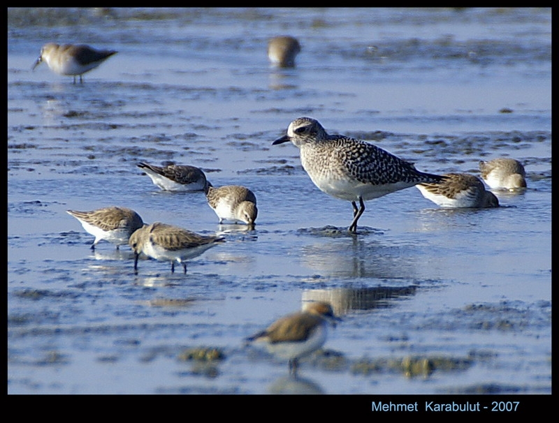 Grey Plover