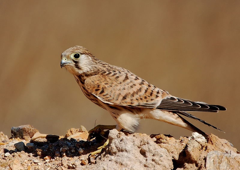 Common Kestrel