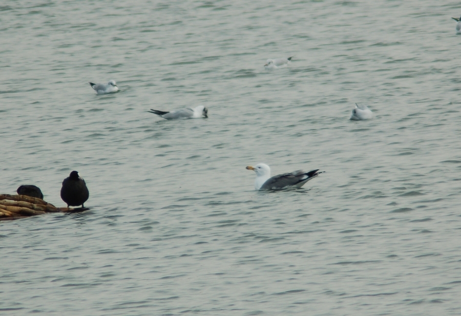 Armenian Gull