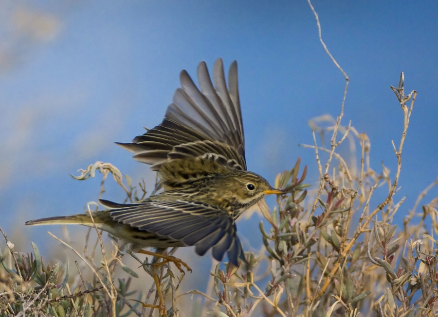 Meadow Pipit