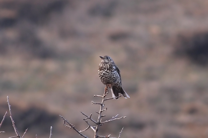 Mistle Thrush