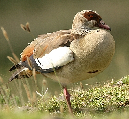 Egyptian Goose