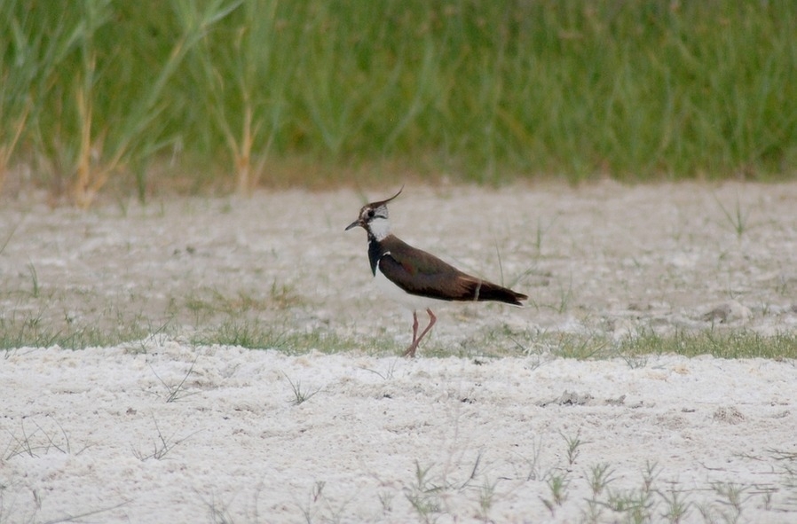 Northern Lapwing