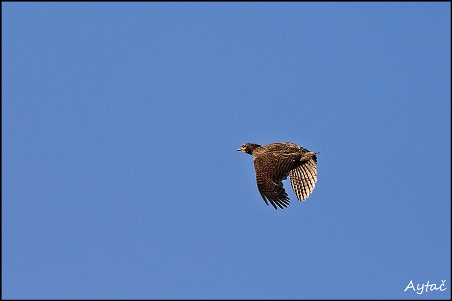Black Francolin