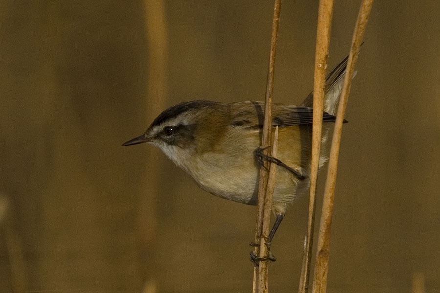 Moustached Warbler