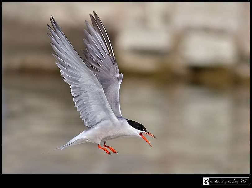 Common Tern