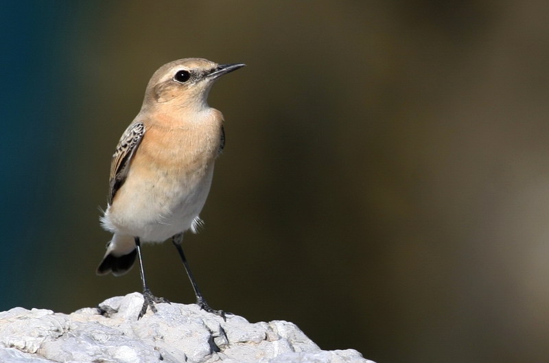 Northern Wheatear