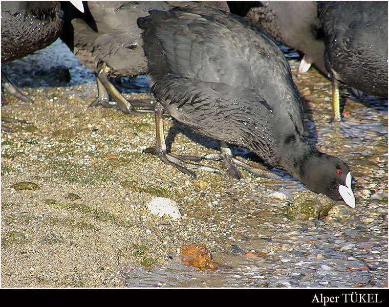 Eurasian Coot