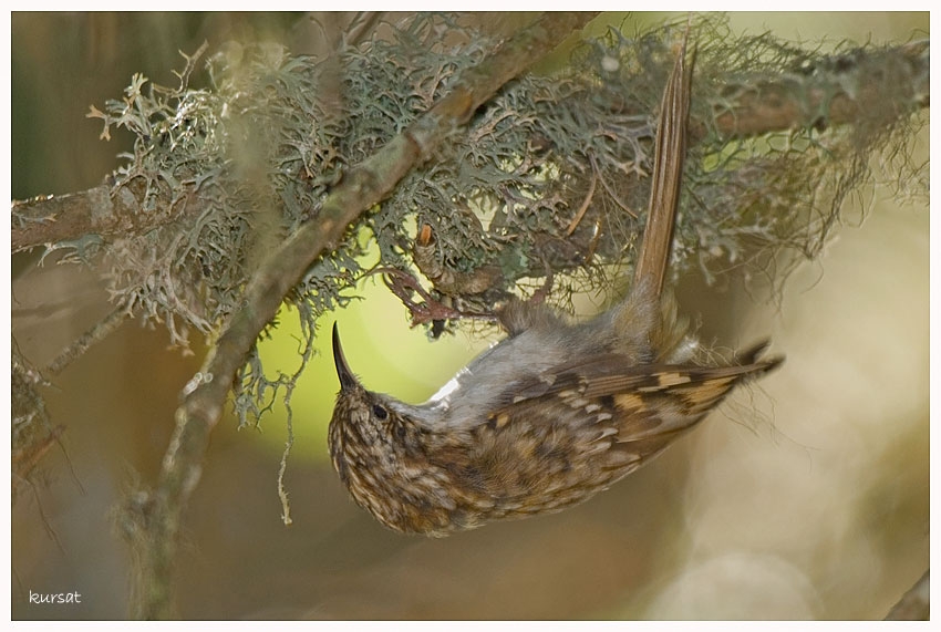 Short-toed Treecreeper