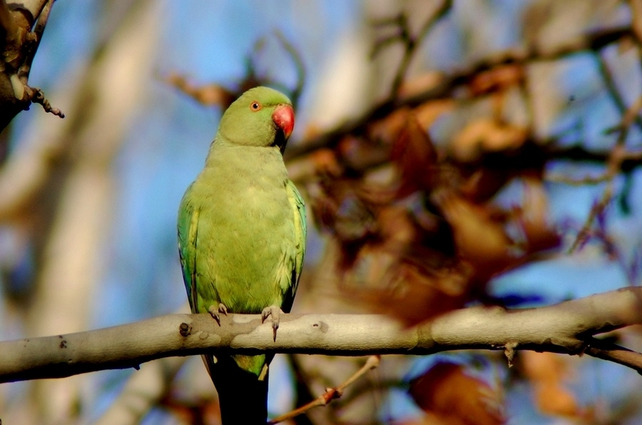 Rose-ringed Parakeet